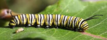 So What Does The Caterpillar To Butterfly Evolution Have To Do With Making Money?